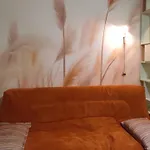 Lux Cocoon Doncols